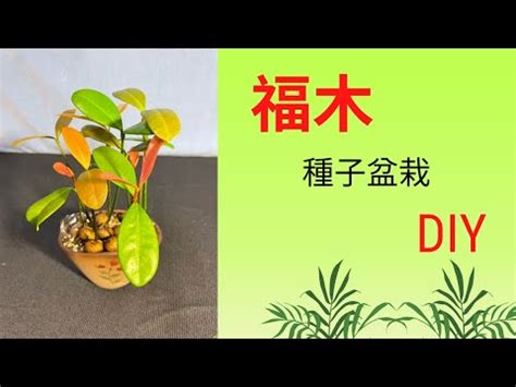 福木寓意|福木樹的神秘傳説